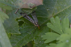 Panorpa lacedaemonia
