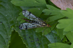 Panorpa lacedaemonia