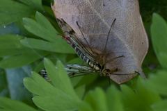 Panorpa lacedaemonia