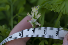 Fumaria judaica judaica