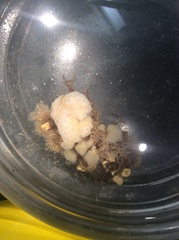 Aplidium constellatum