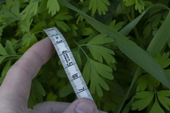 Fumaria judaica judaica