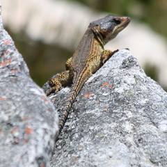 Pseudocordylus microlepidotus