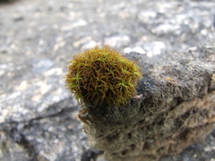 Hymenoloma crispulum