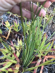 Trachyandra brachypoda