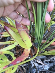 Trachyandra brachypoda