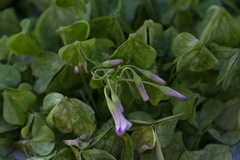 Oxalis articulata