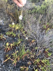 Trachyandra brachypoda