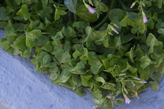 Oxalis articulata