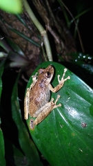 Scinax littoralis