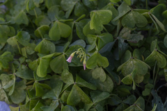 Oxalis articulata