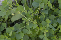 Medicago