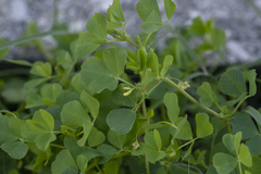 Medicago