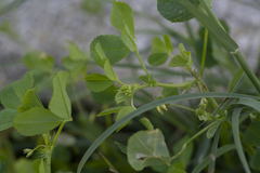 Medicago