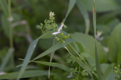 Fumaria macrocarpa