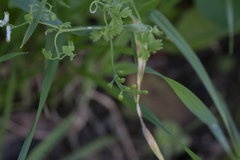 Fumaria macrocarpa