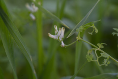 Fumaria macrocarpa