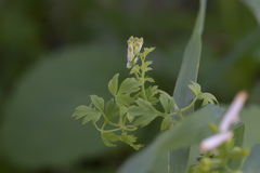 Fumaria macrocarpa
