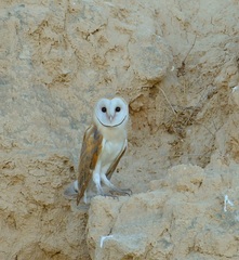 Tyto alba erlangeri