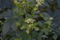 Smyrnium olusatrum
