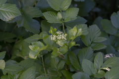 Smyrnium olusatrum