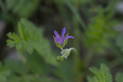Erodium moschatum
