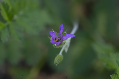 Erodium moschatum