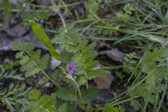 Erodium moschatum