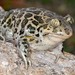 Eastern Spadefoot - Photo (c) mturkoglu, some rights reserved (CC BY-NC), uploaded by mturkoglu