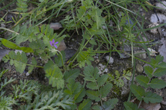 Erodium moschatum