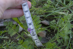 Erodium moschatum