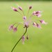 Allium carinatum - Photo (c) reddad, algunos derechos reservados (CC BY-NC), uploaded by reddad