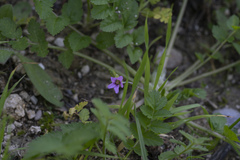 Erodium moschatum