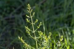 Hypericum triquetrifolium