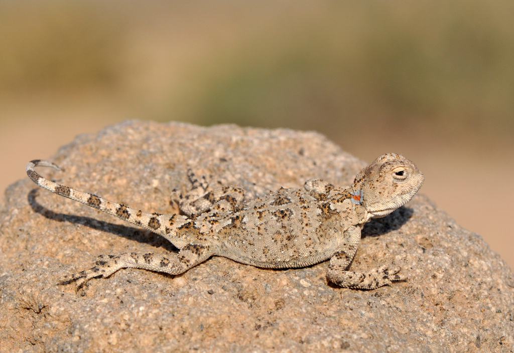Persian Toad Agame