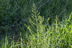 Hypericum triquetrifolium