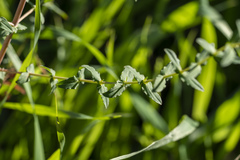 Hypericum triquetrifolium