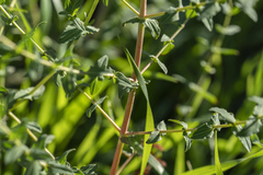 Hypericum triquetrifolium