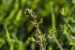 Hypericum triquetrifolium