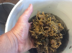 Halichondria panicea