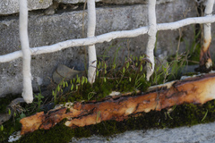 Ptychostomum capillare