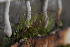 Ptychostomum capillare