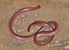 Xerotyphlops vermicularis