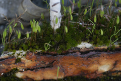 Ptychostomum capillare