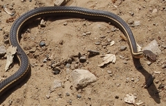 Masticophis lateralis lateralis