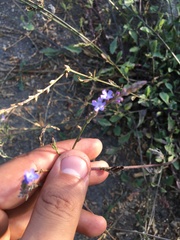 Verbena menthifolia