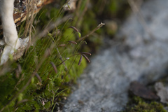 Ptychostomum capillare