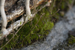 Ptychostomum capillare