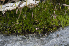 Ptychostomum capillare