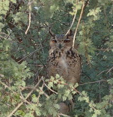 Bubo ascalaphus